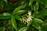 Trachelospermum jasminoides RCP7-06 275.jpg